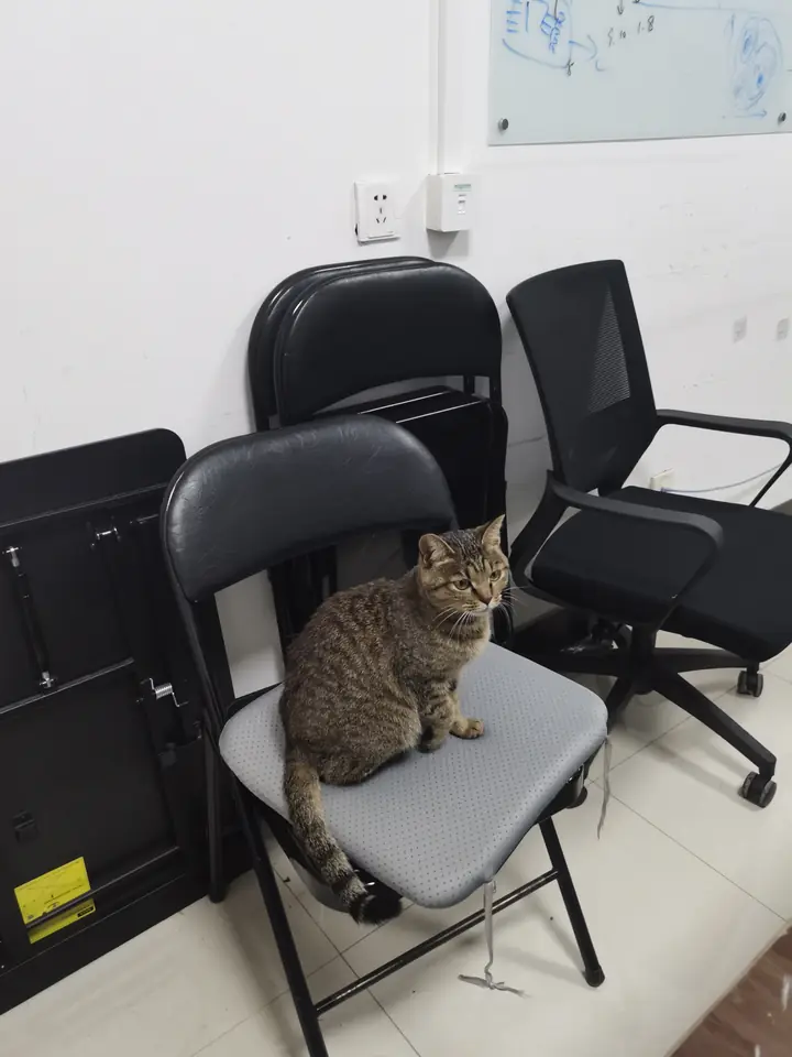 Ren Protein Design Group: A cat at the lab